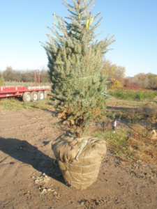 Ball and burlap tree - image